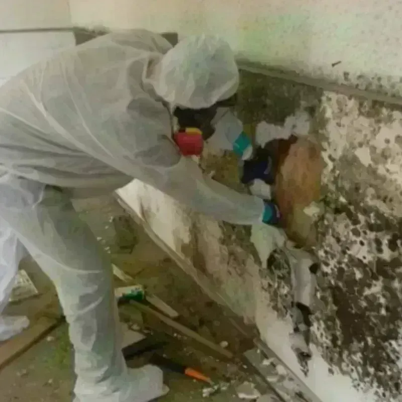 Mold Remediation and Removal in Cherryfield, ME